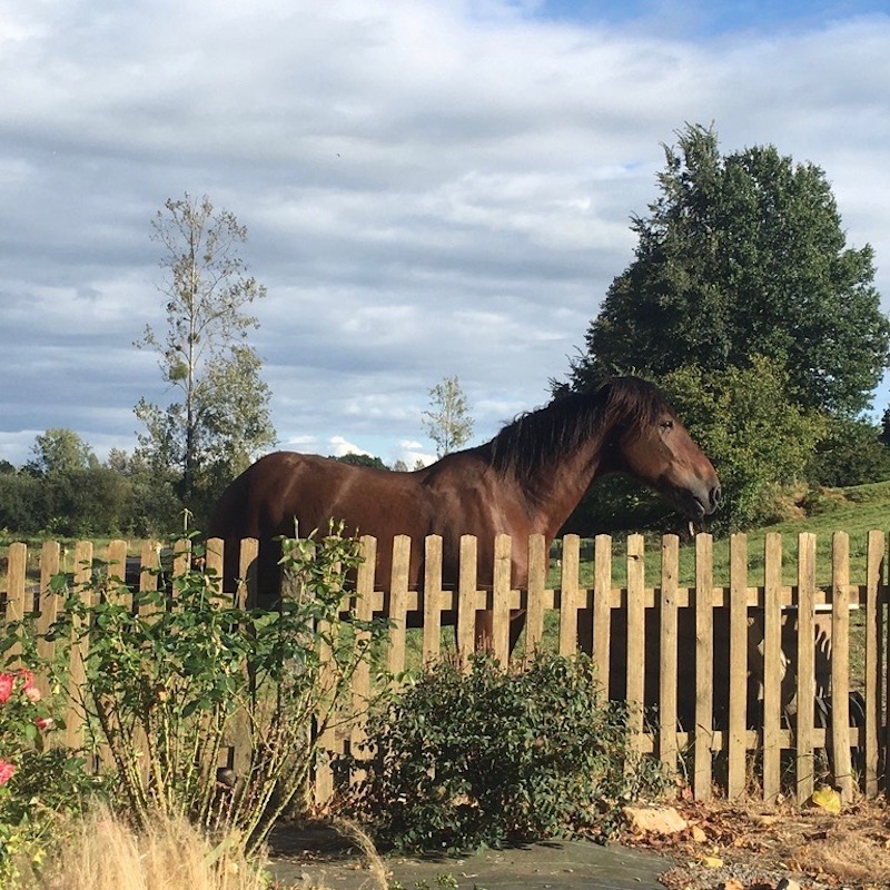 un cheval à la campagne en Manche