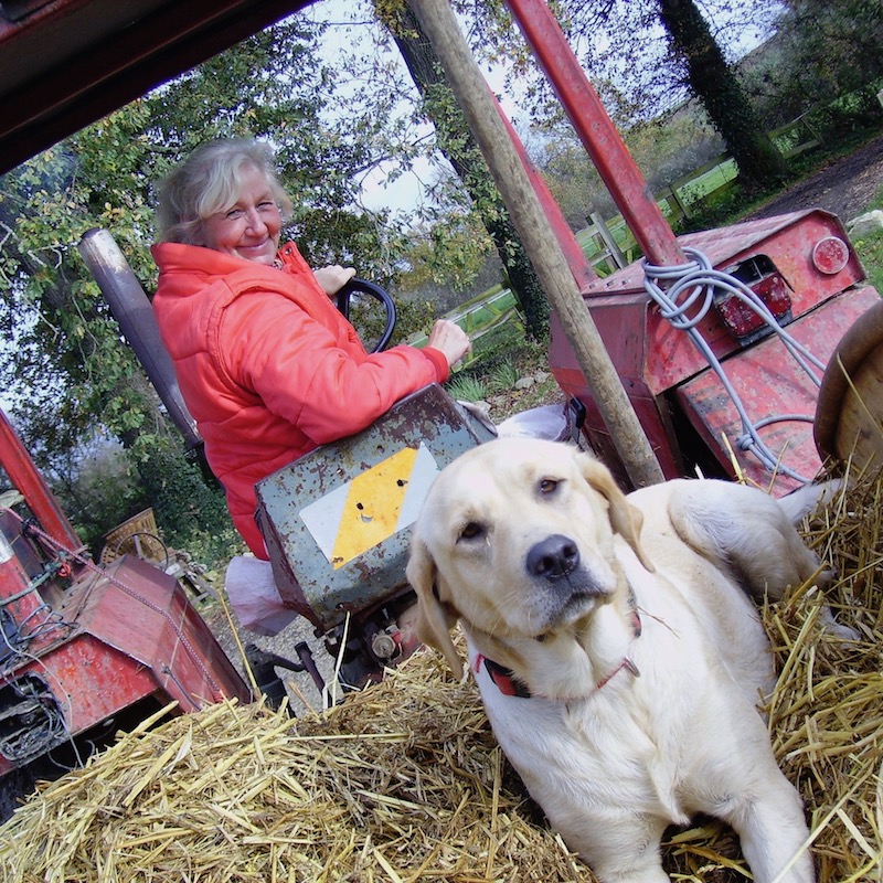 tracteur et chien